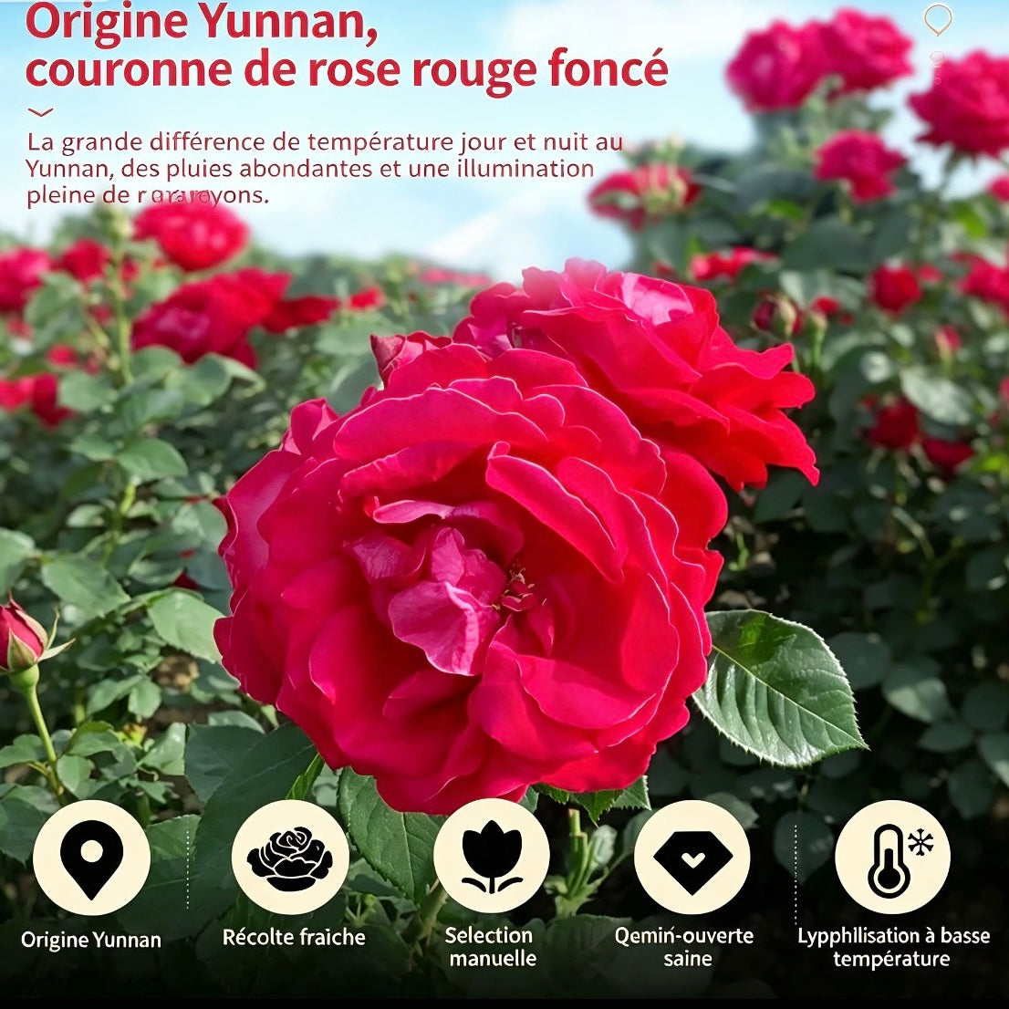 Rose noire de Yunnan