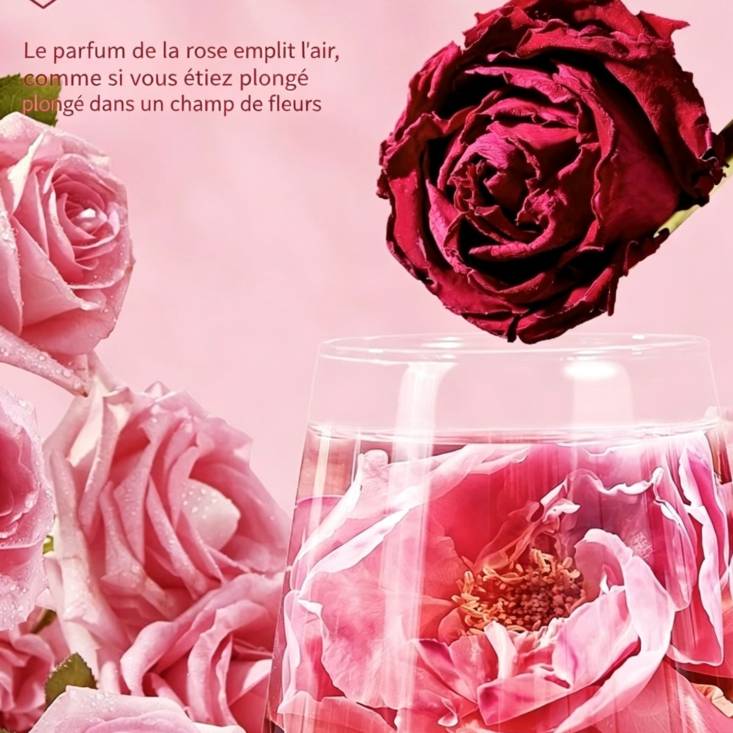 Rose noire de Yunnan