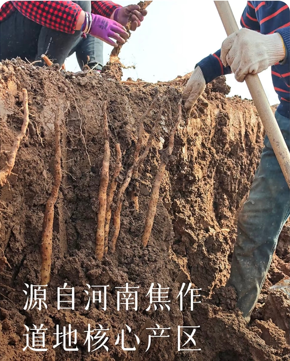 Igname Chinoise « Tiegun » des Terres Minérales du Henan