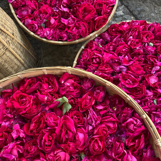 Rose noire de Yunnan