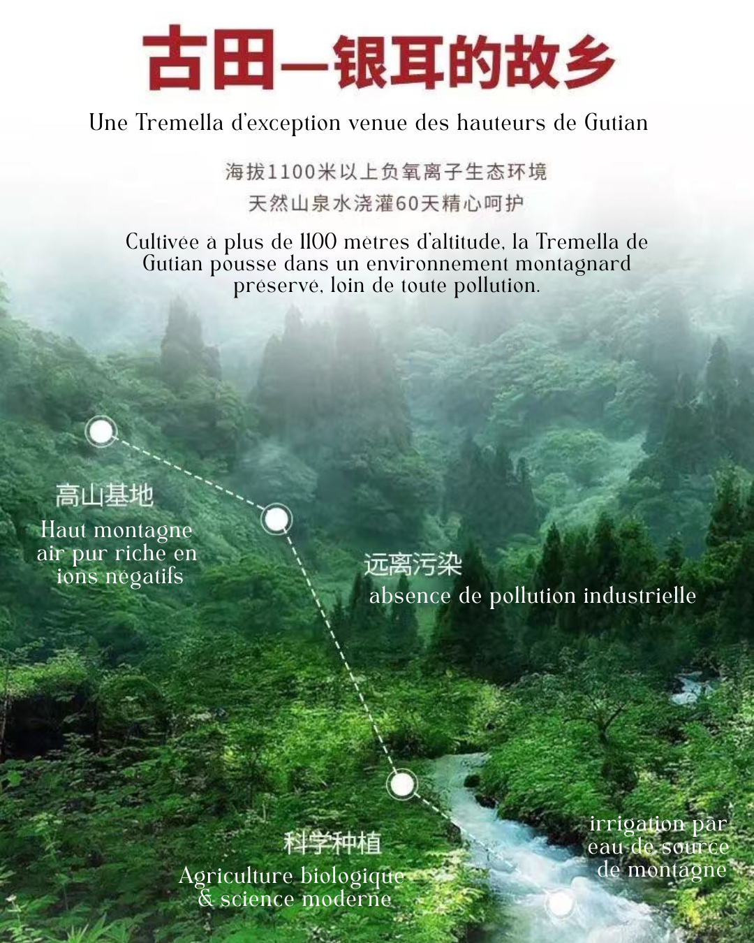 Tremella blanche Biologique de haute altitude de Gutian